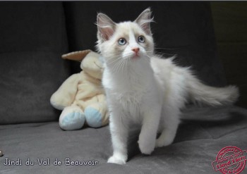 femelle blue bicolour - 11 semaines - Chatterie Ragdolls du Val de Beauvoir